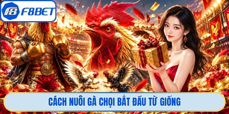 Cách nuôi gà chọi bắt đầu từ giống