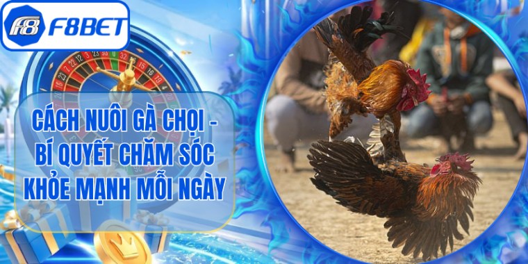 Cách Nuôi Gà Chọi - Bí Quyết Chăm Sóc Khỏe Mạnh Mỗi Ngày